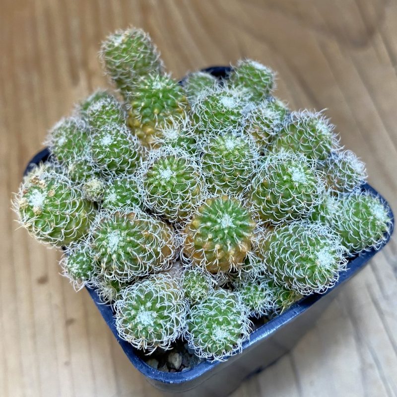 SH19323 Turbinicarpus horripilus f. monstrosa