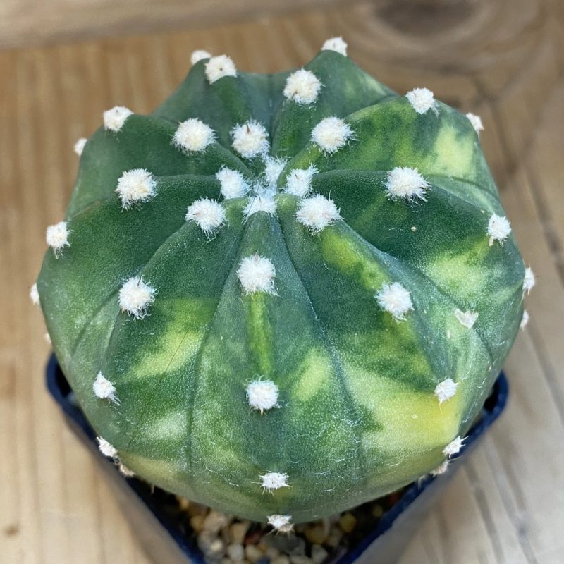 SH5727 Echinopsis sp. f. variegata