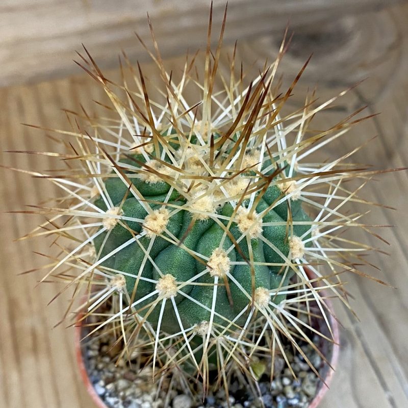 SH18315 Copiapoa haseltoniana 'Eremophila' GCG15279, grafted