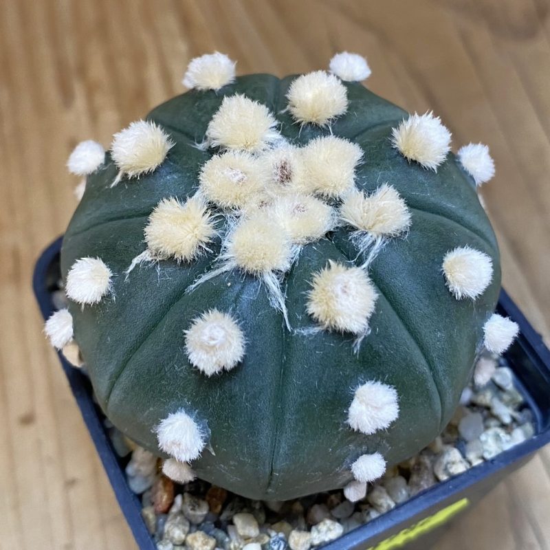 SH1982 Astrophytum asterias 'Ooibo', seedling