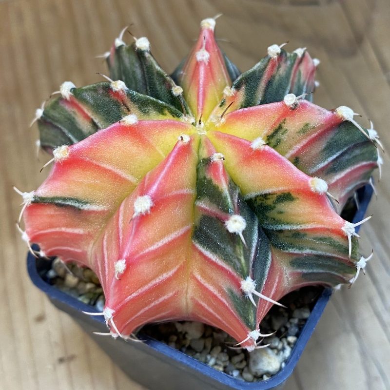 SH5043 Gymnocalycium friedrichii LB f. variegata, seedling
