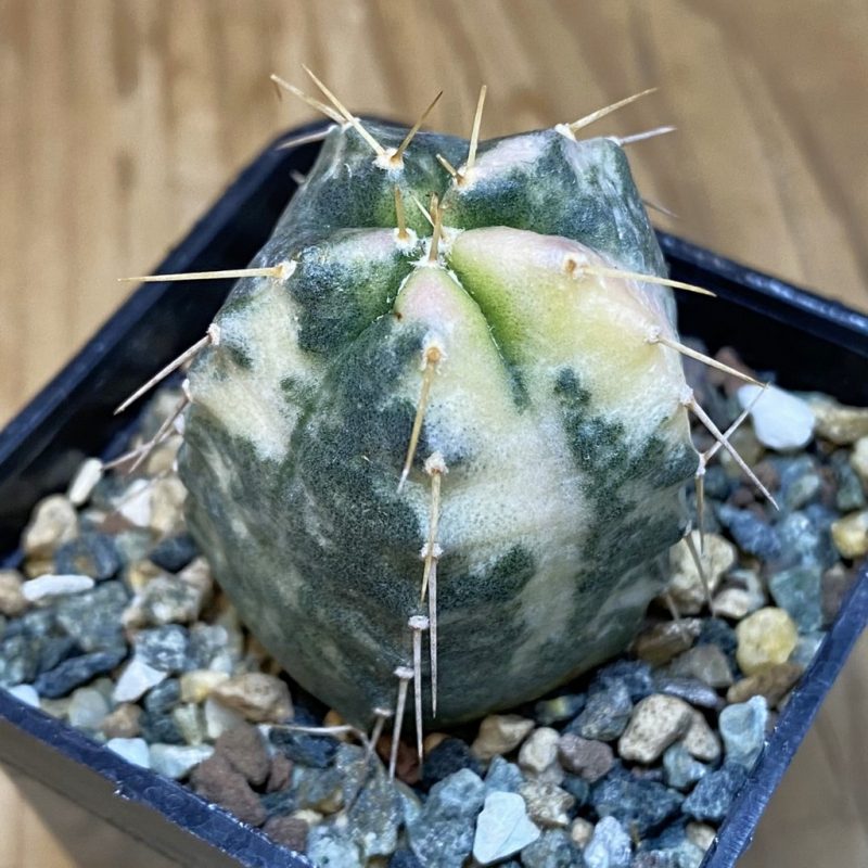 SH23910 Echinocereus knippelianus f. variegata