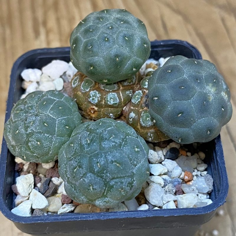 DP27592 Puna bonnieae