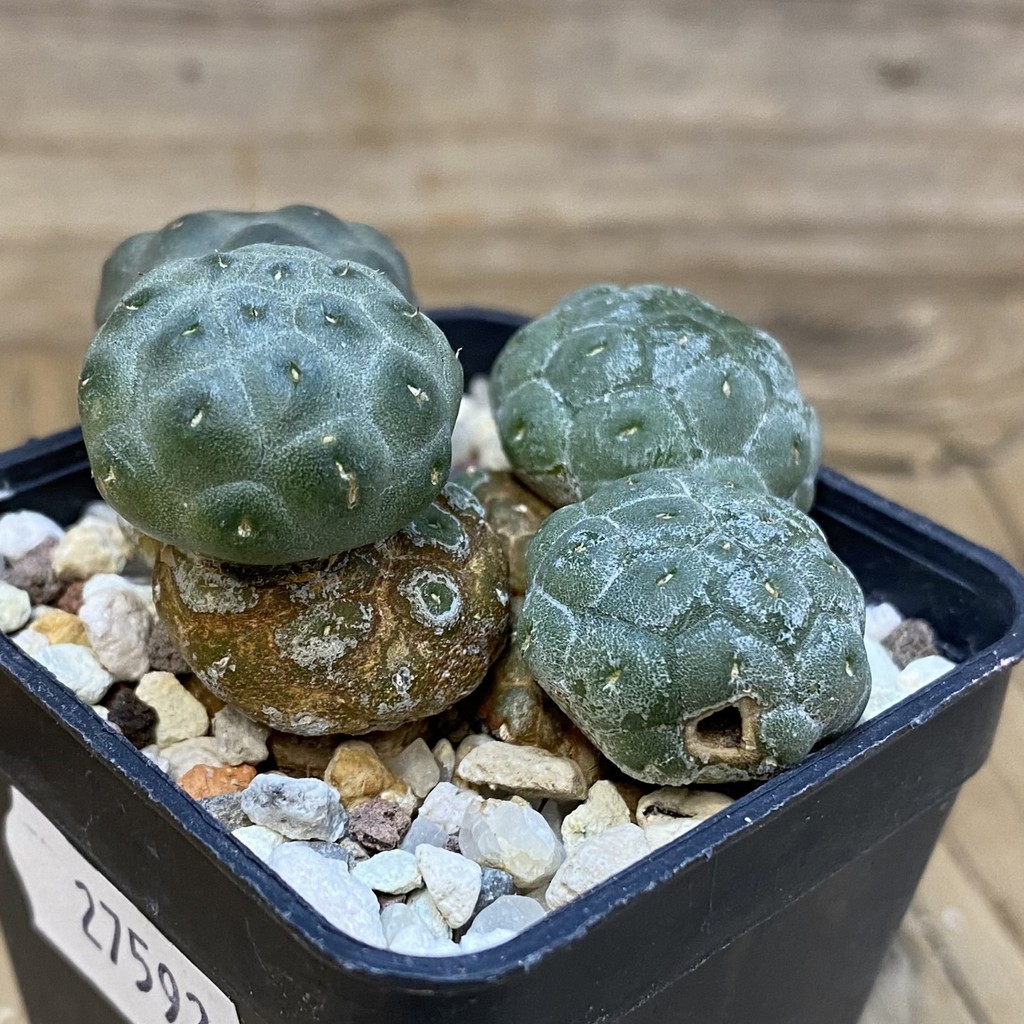 DP27592 Puna bonnieae - Image 2