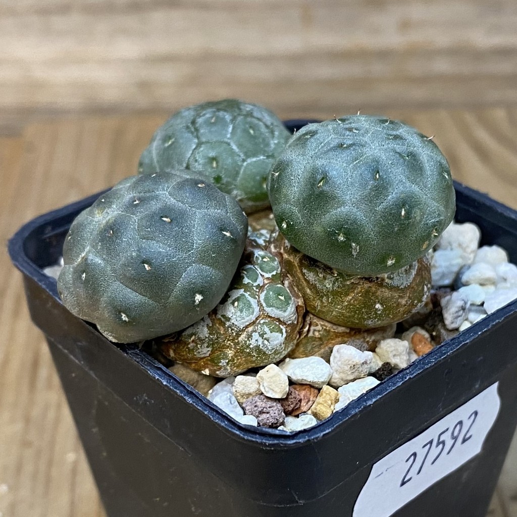 DP27592 Puna bonnieae - Image 3