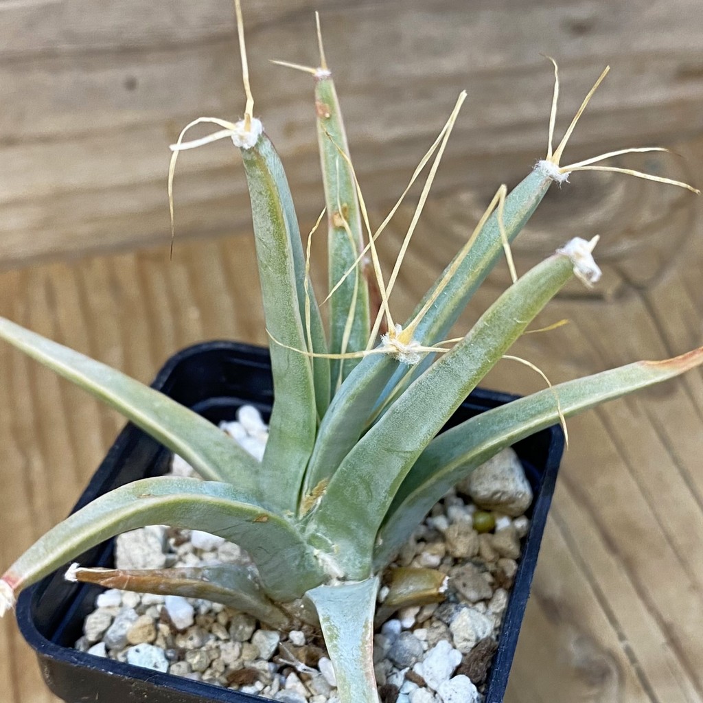 DP27593 Leuchtenbergia principis