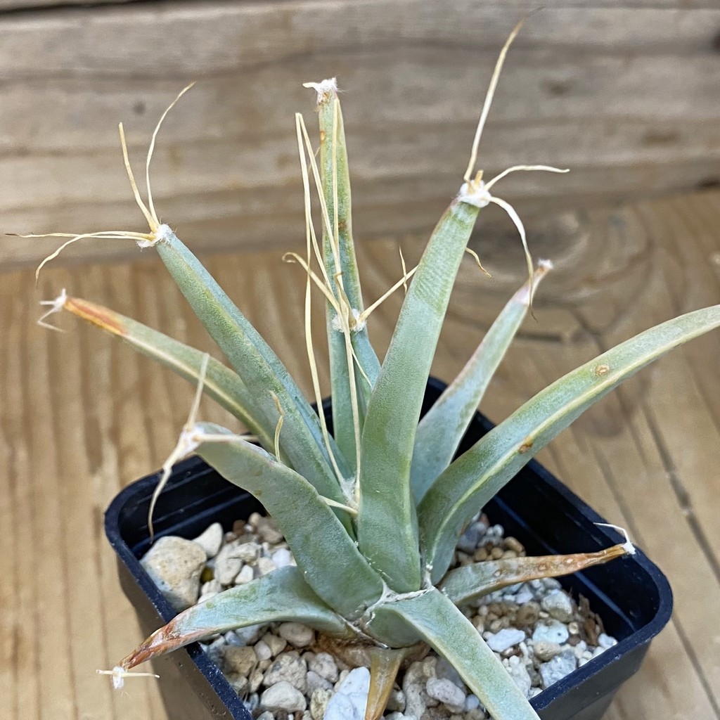 DP27593 Leuchtenbergia principis - Image 2