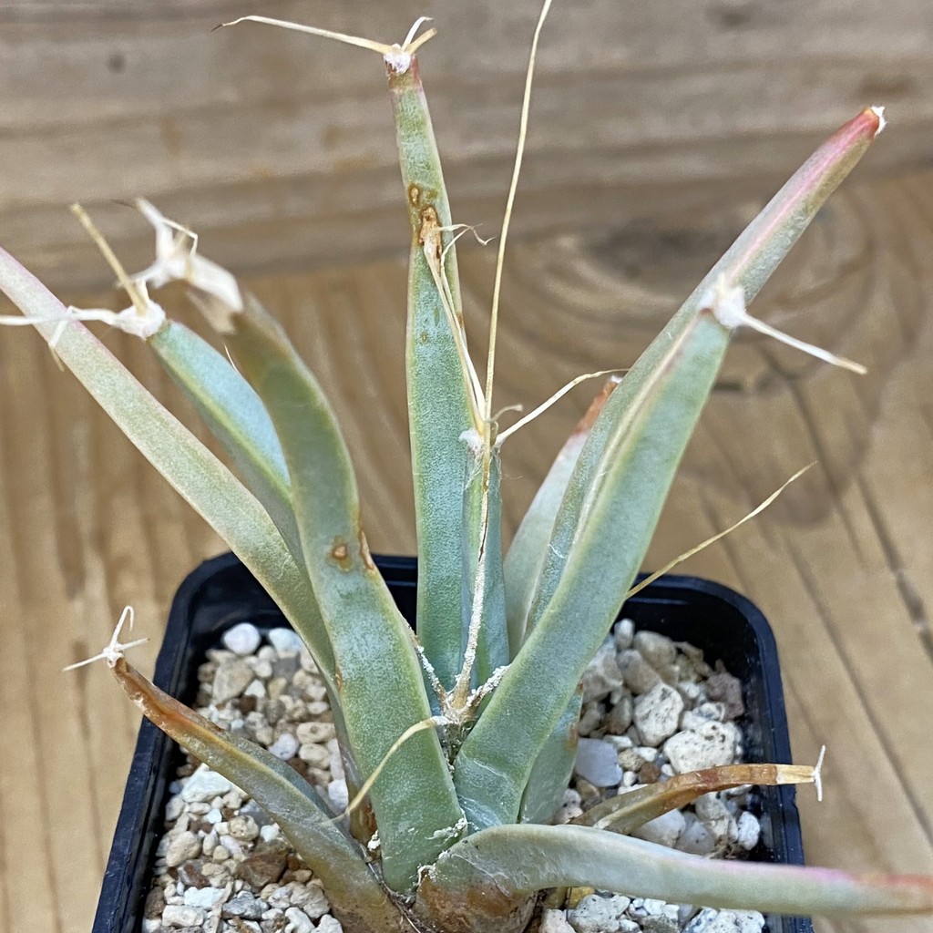 DP27594 Leuchtenbergia principis