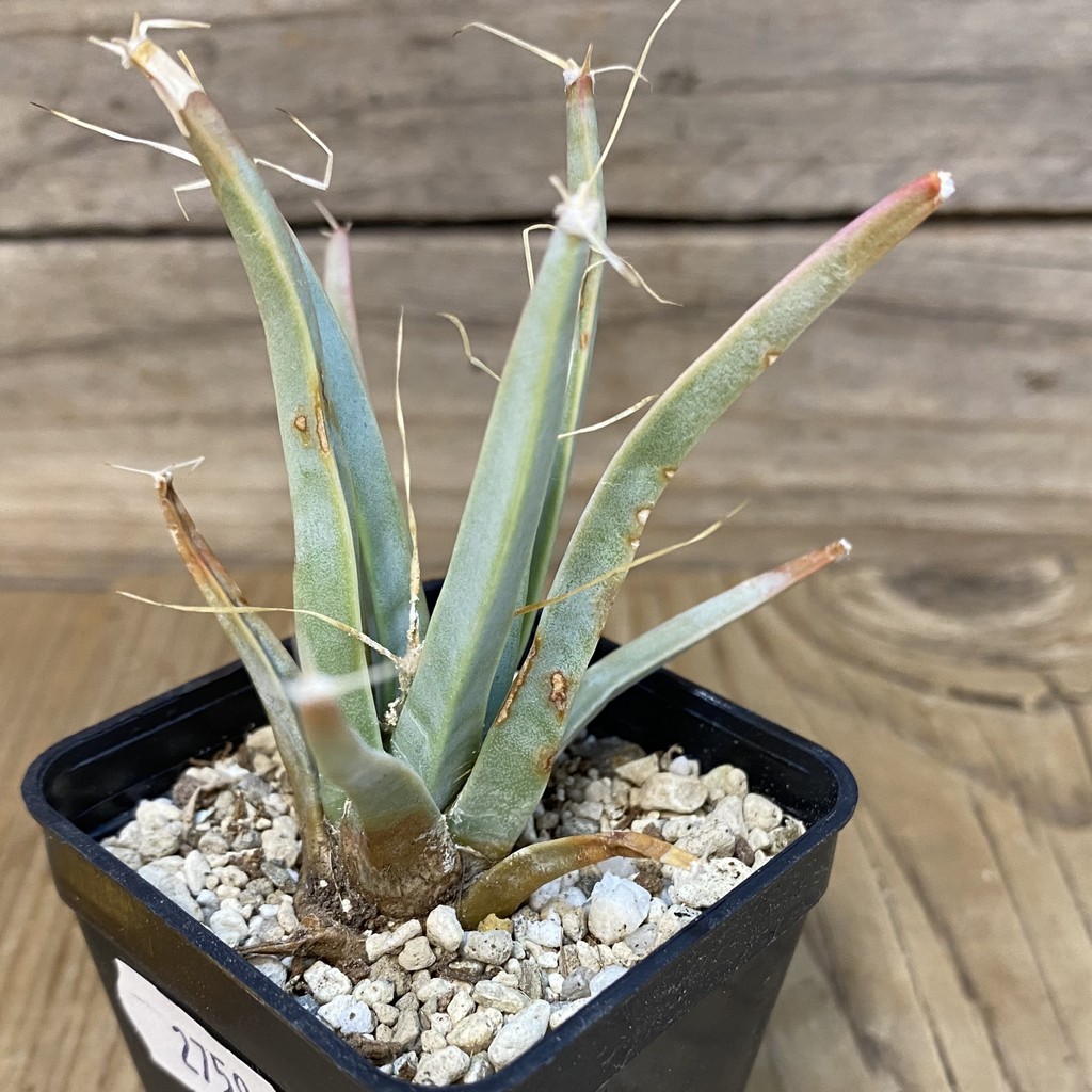 DP27594 Leuchtenbergia principis - Image 3