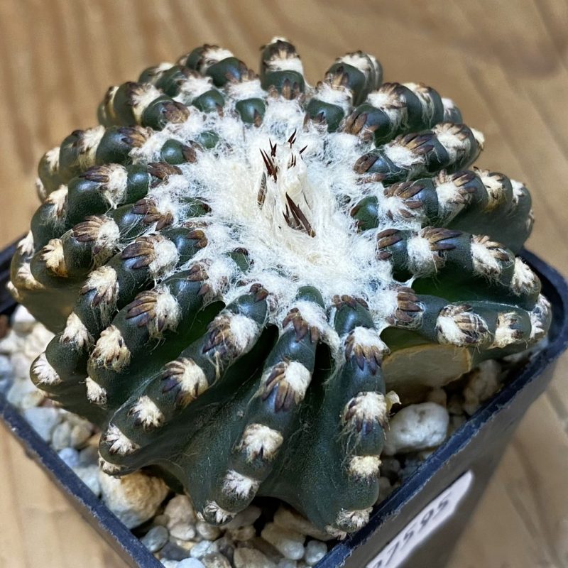DP27595 Discocactus horstii