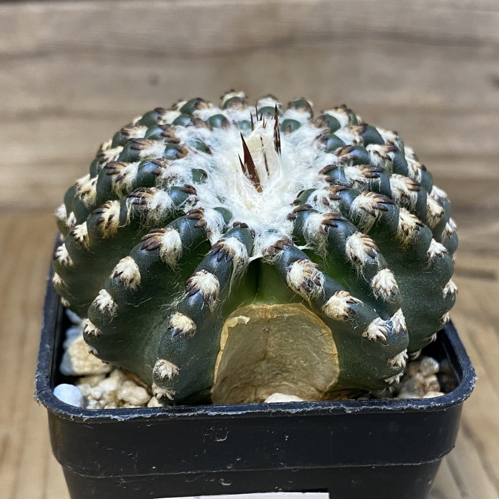 DP27595 Discocactus horstii - Image 2