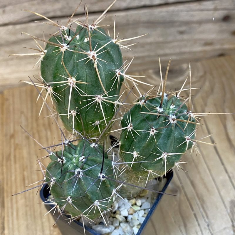 DP27565 Lobivia ferox  VG 595, 3 plants