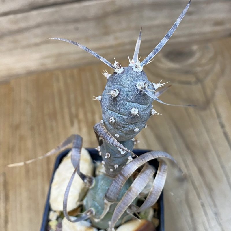 DP27597 Tephrocactus articulatus v. papyracanthus