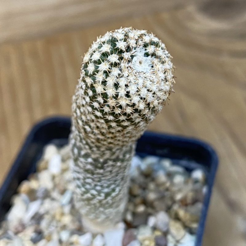 DP27598 Thelocephala duripulpa AW 231