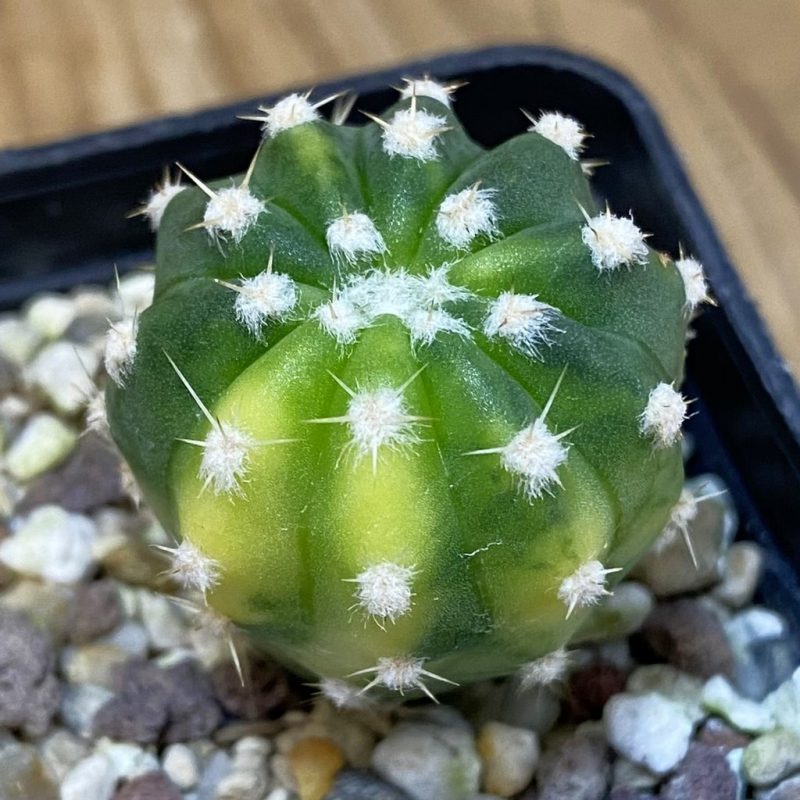 DP27600 Echinopsis hybrid f. variegata