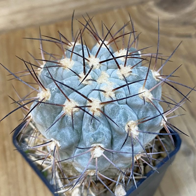 DP27601 Acanthocalycium glaucum