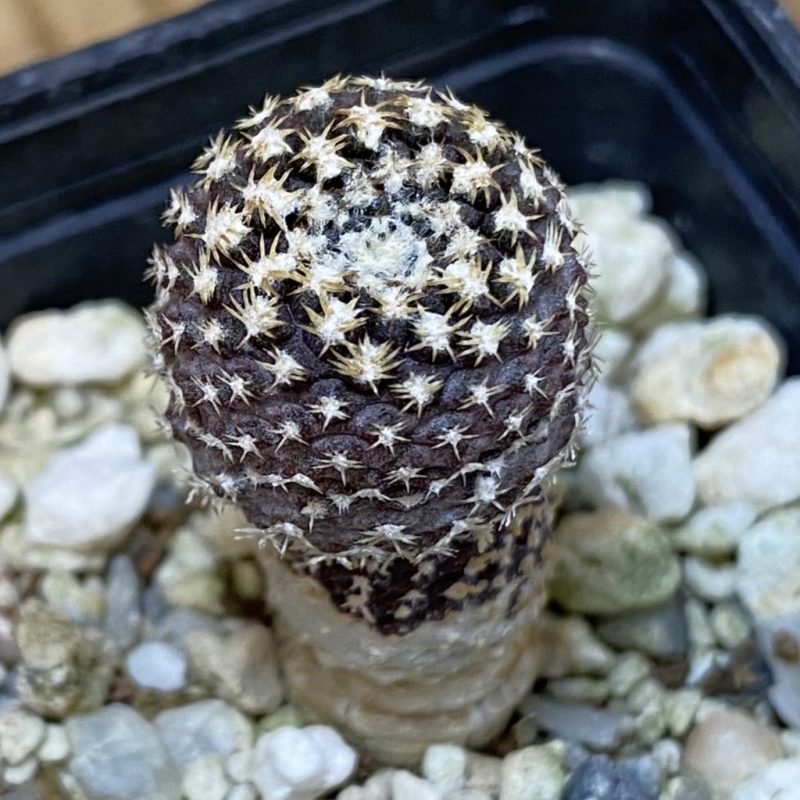 DP27603 Thelocephala sp.