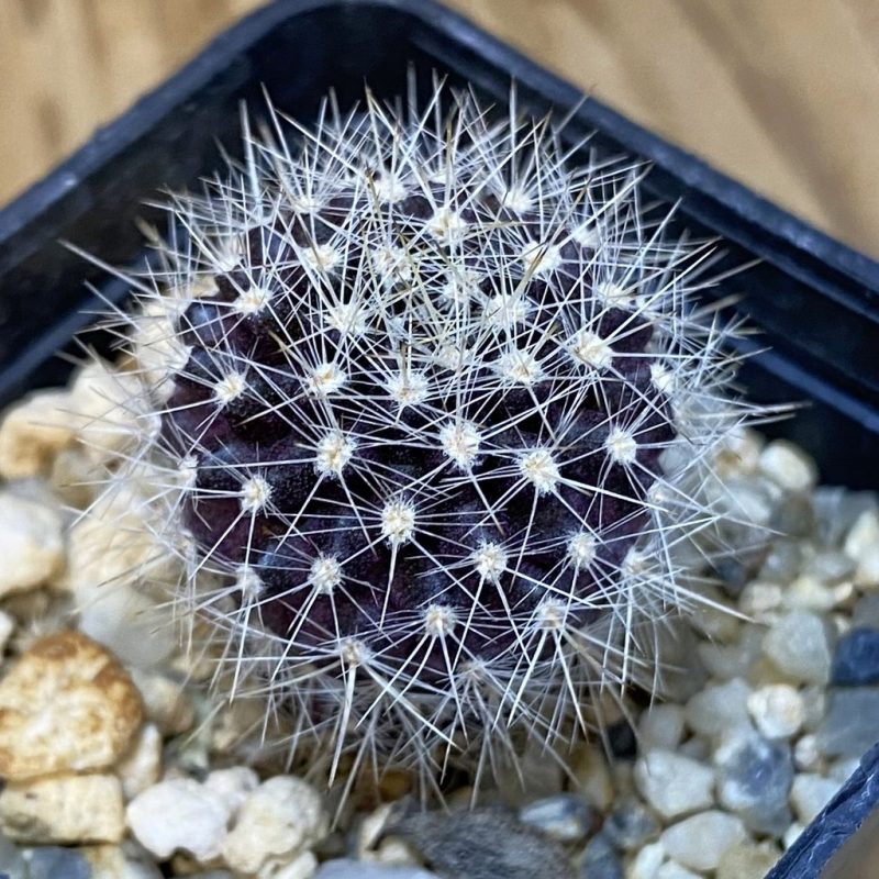 DP27604 Eriosyce eriosyzoides