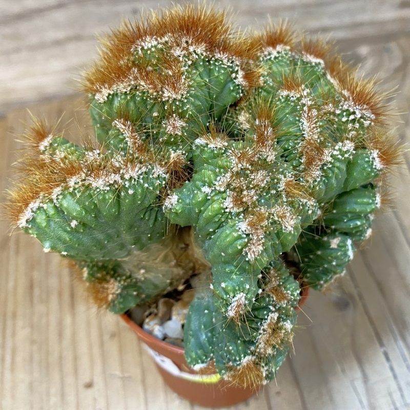 DP27605 Cereus dayamii f. monstrosa