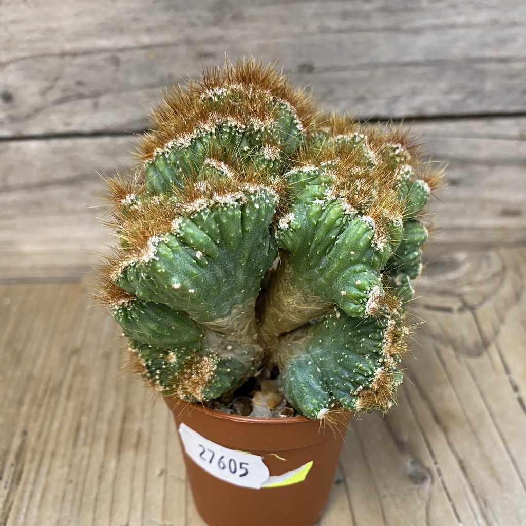 DP27605 Cereus dayamii f. monstrosa - Obrázek 2