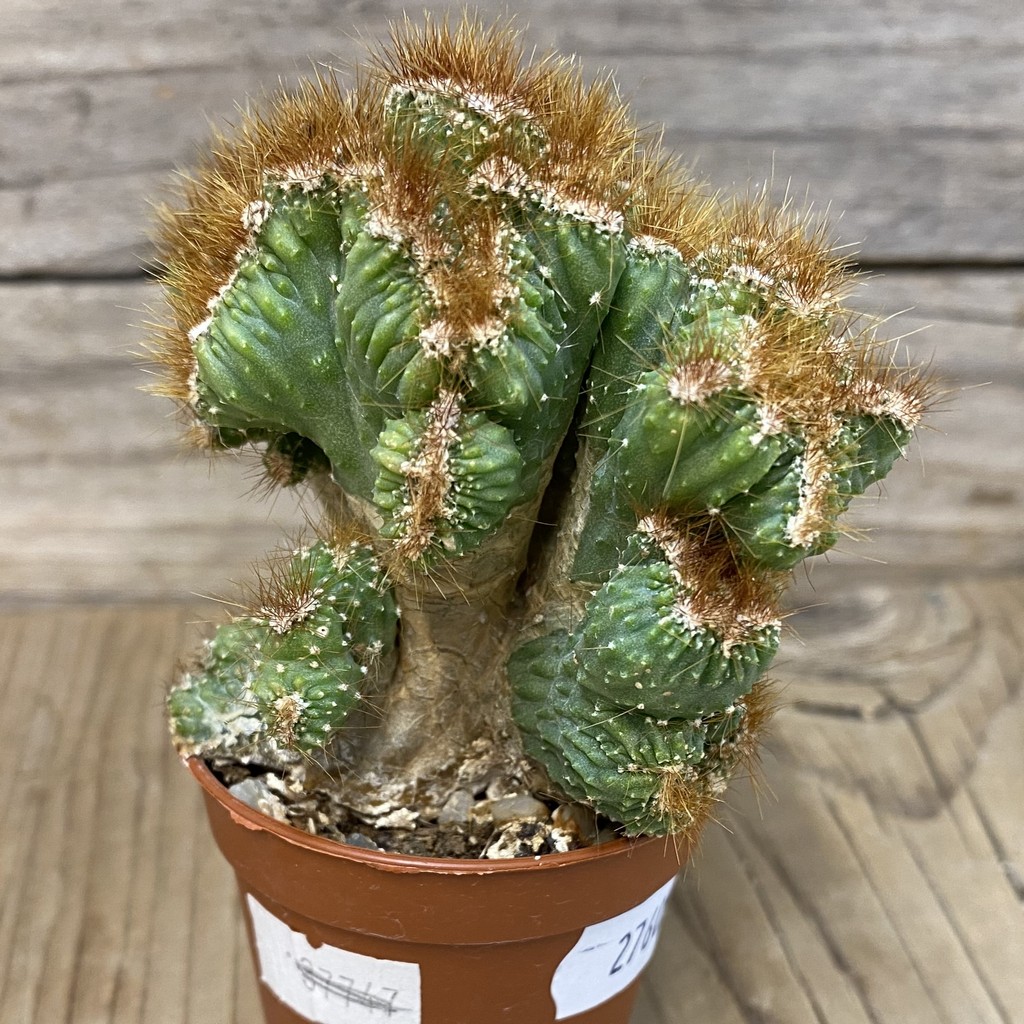 DP27605 Cereus dayamii f. monstrosa - Obrázek 3