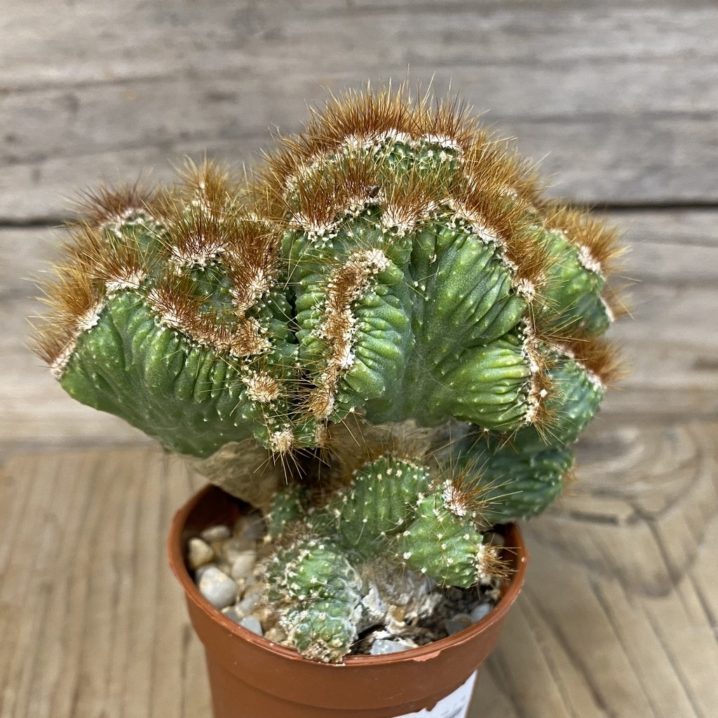 DP27605 Cereus dayamii f. monstrosa - Obrázek 4