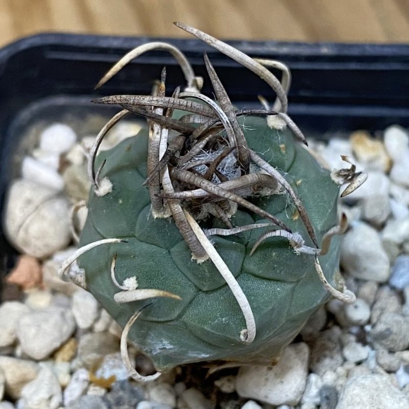 DP27606 Turbinicarpus schmiedickeanus