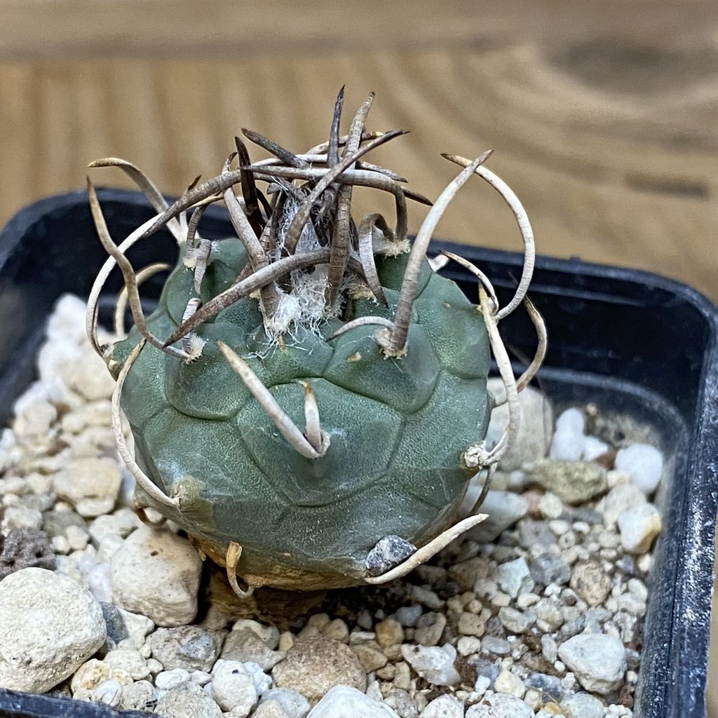 DP27606 Turbinicarpus schmiedickeanus - Obrázek 2