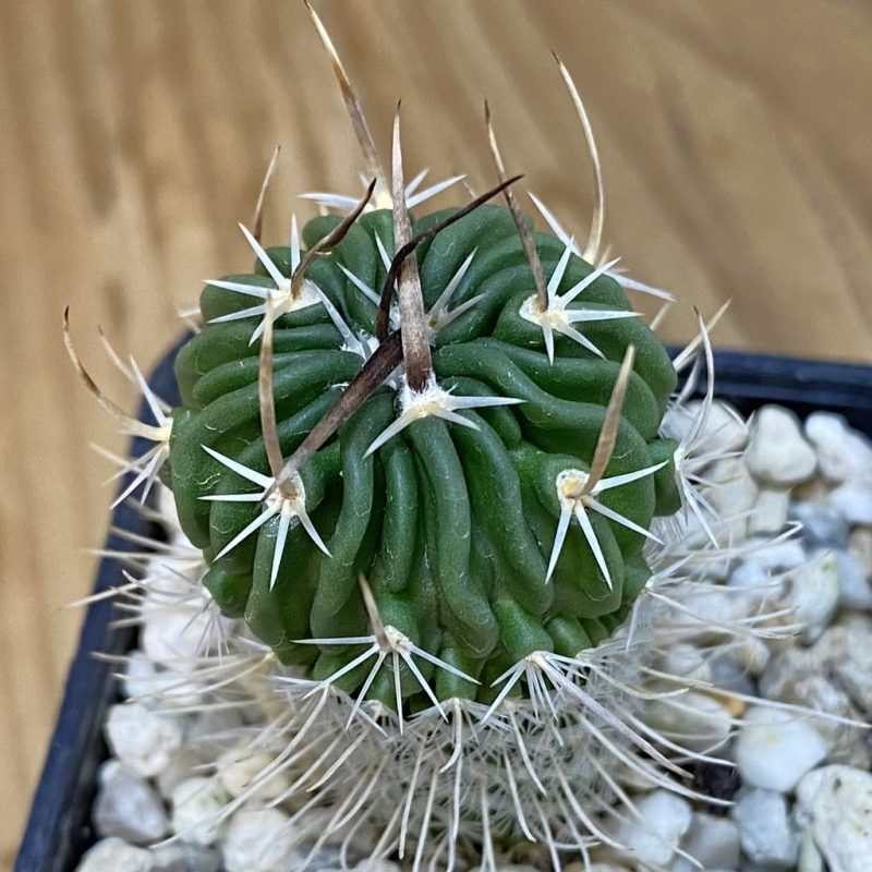 DP27607 Echinofossulocactus zacatecasensis