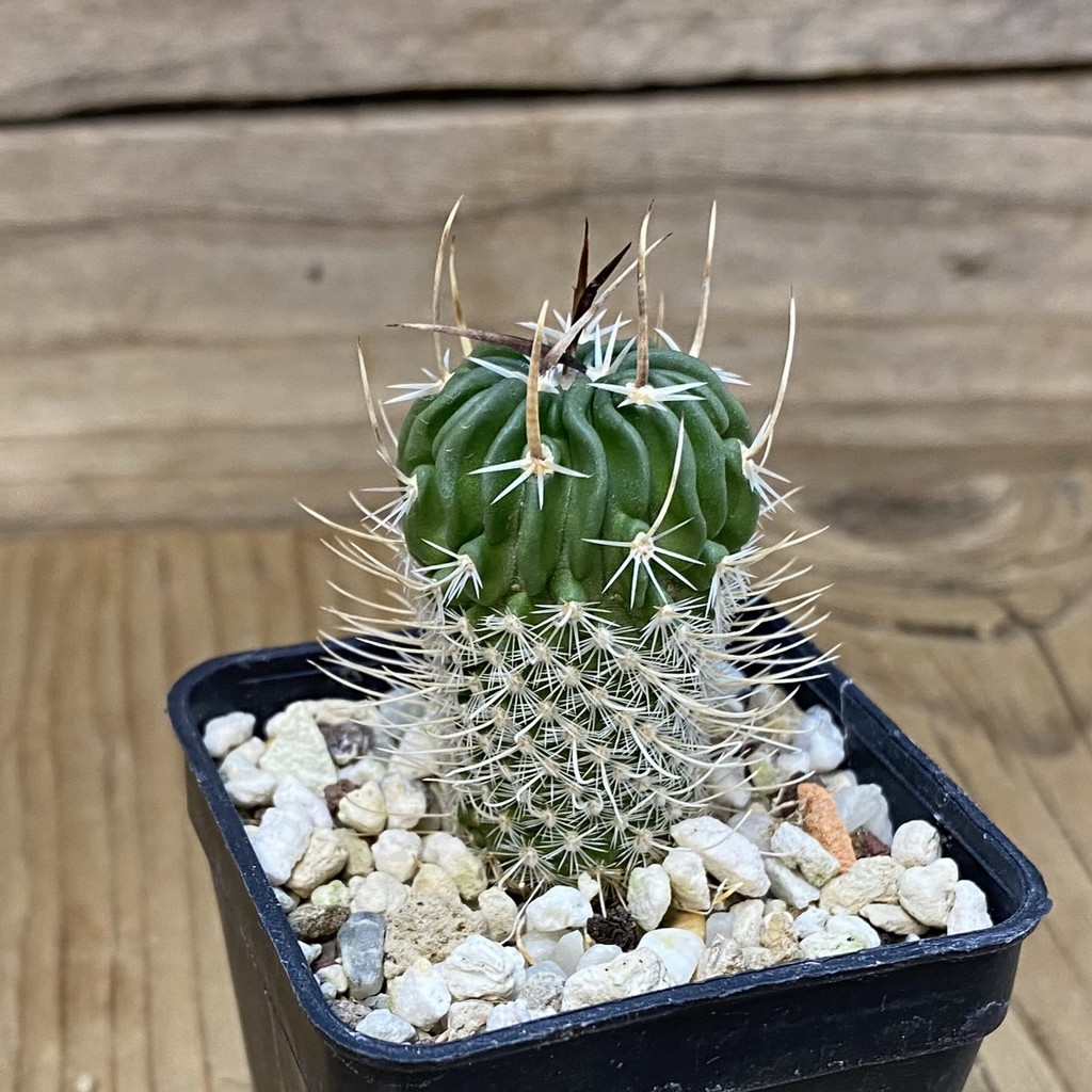 DP27607 Echinofossulocactus zacatecasensis - Obrázek 2