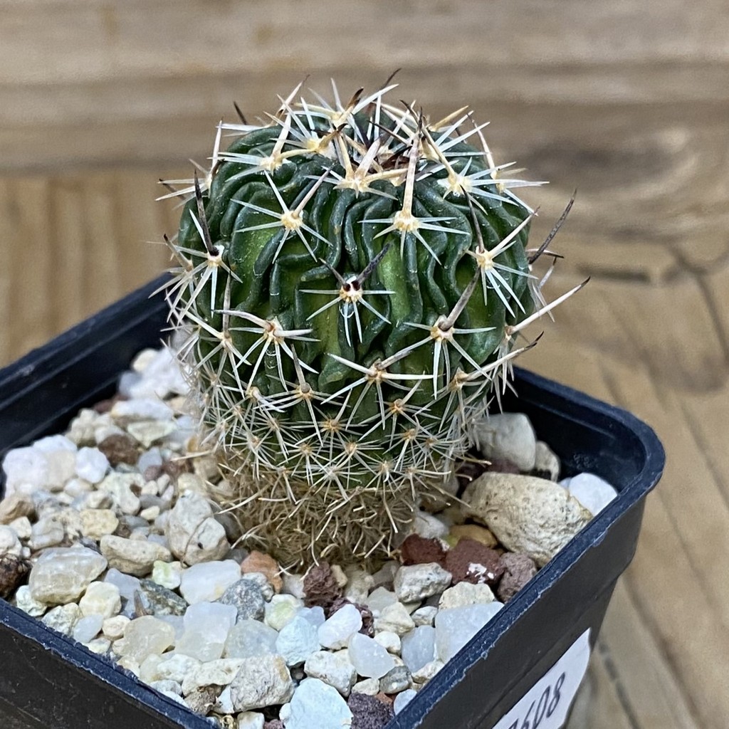 DP27608 Echinofossulocactus sp. CB 011075 - Obrázek 2