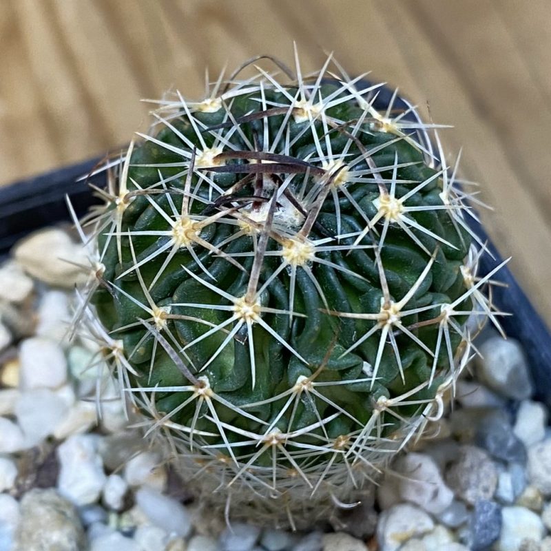 DP27609 Echinofossulocactus sp. CB 011075