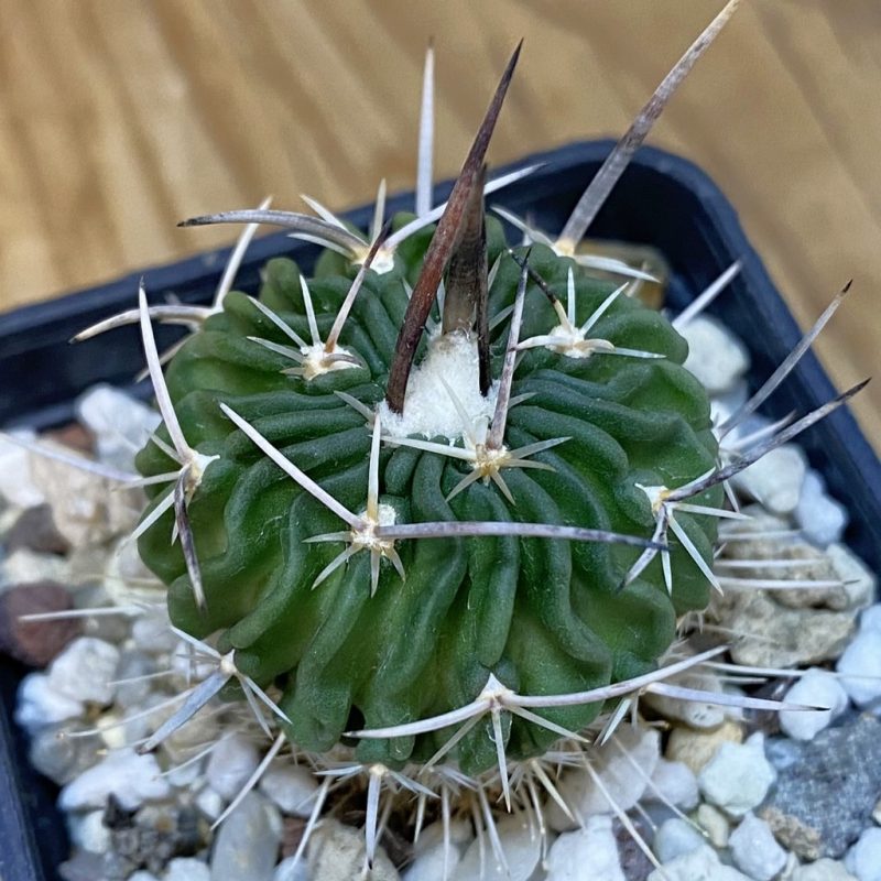 DP27610 Echinofossulocactus zacatecasensis