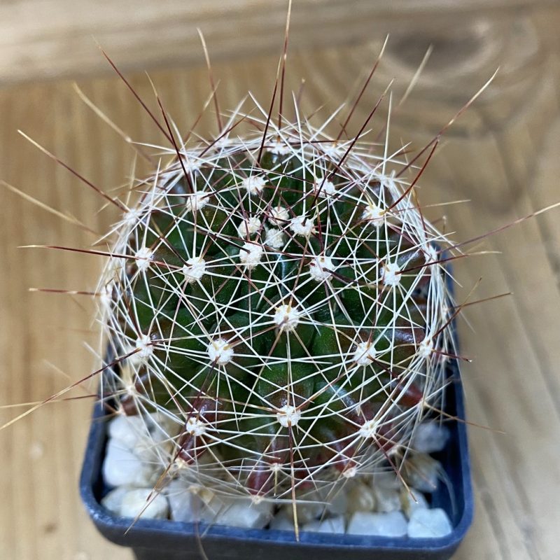 DP27611 Hamatocactus hamatocanthus