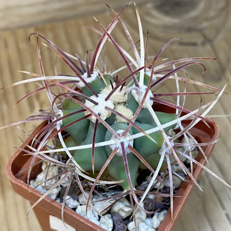 DP27566 Ferocactus emoryi