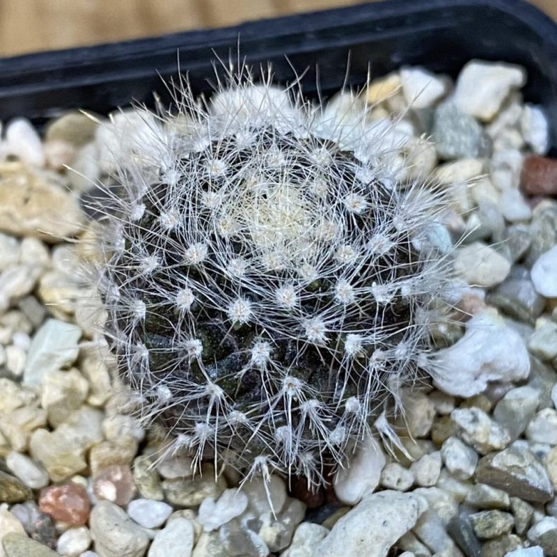 DP27612 Neoporteria villosa JA 13