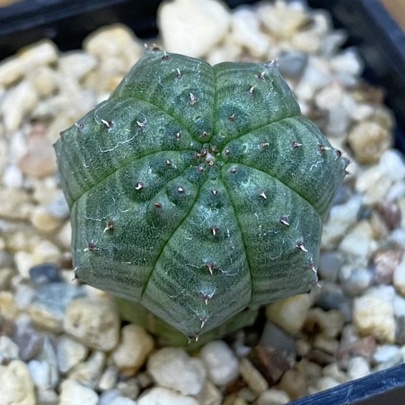 DP27613 Euphorbia obesa hybrid