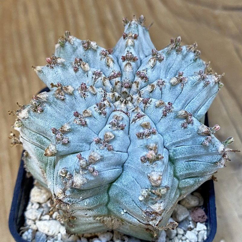 DP27615 Euphorbia horrida hybrid