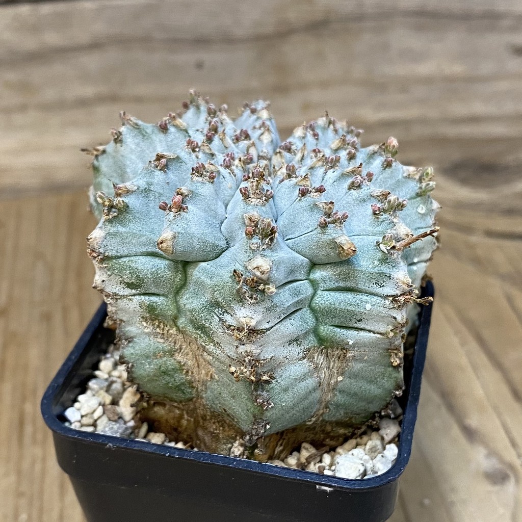 DP27615 Euphorbia horrida hybrid - Image 2