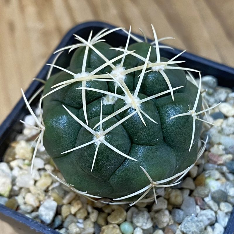 DP27616 Thelocactus hexaedrophorus HZ 739