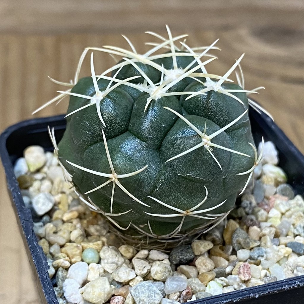 DP27616 Thelocactus hexaedrophorus HZ 739 - Image 2