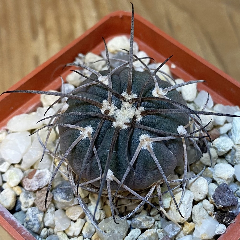 DP27617 Gymnocalycium spegazzinii