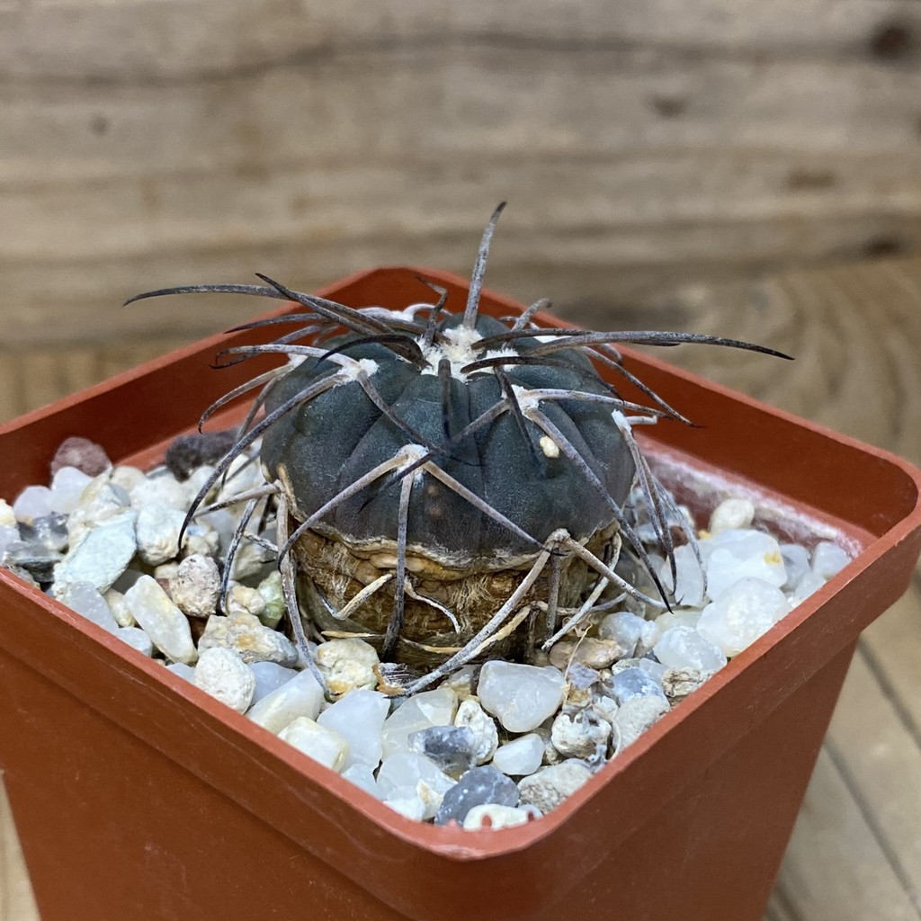 DP27617 Gymnocalycium spegazzinii - Image 2