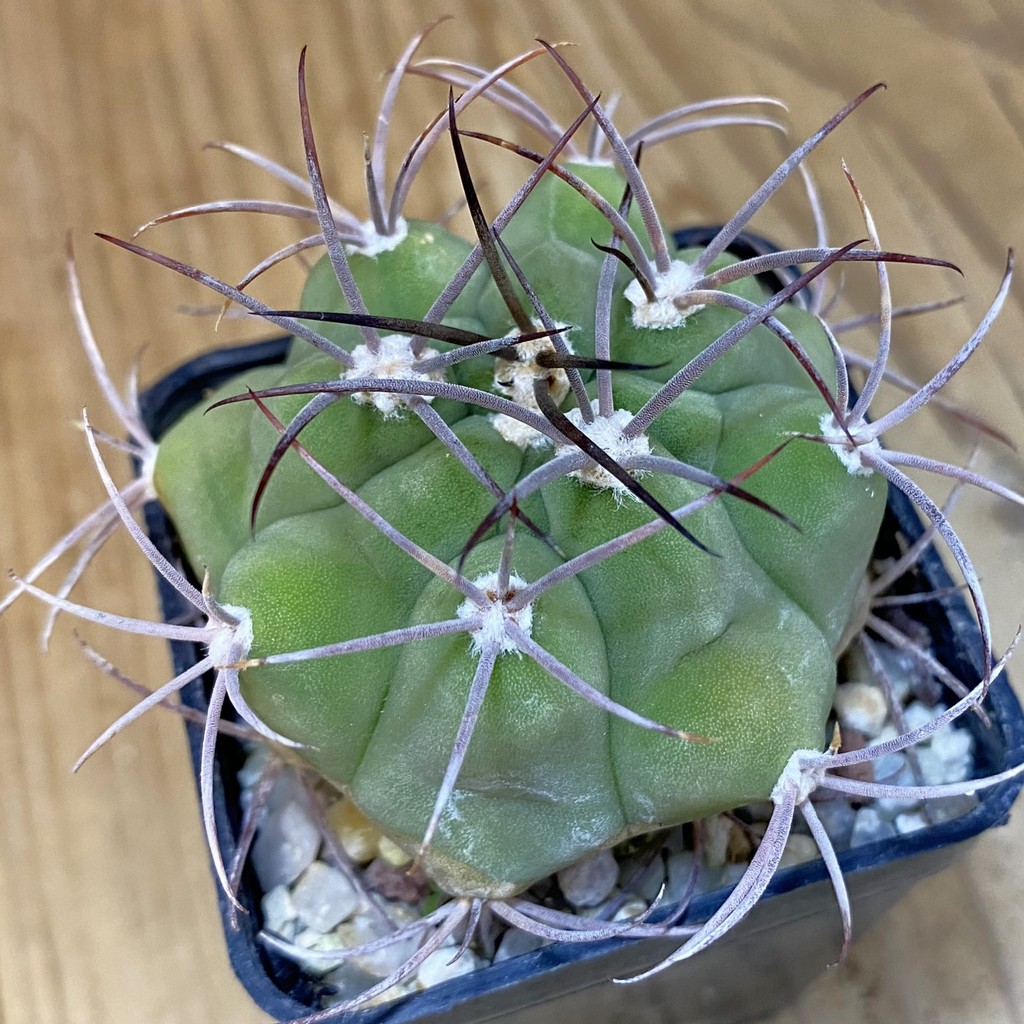 DP27618 Gymnocalycium saglionis