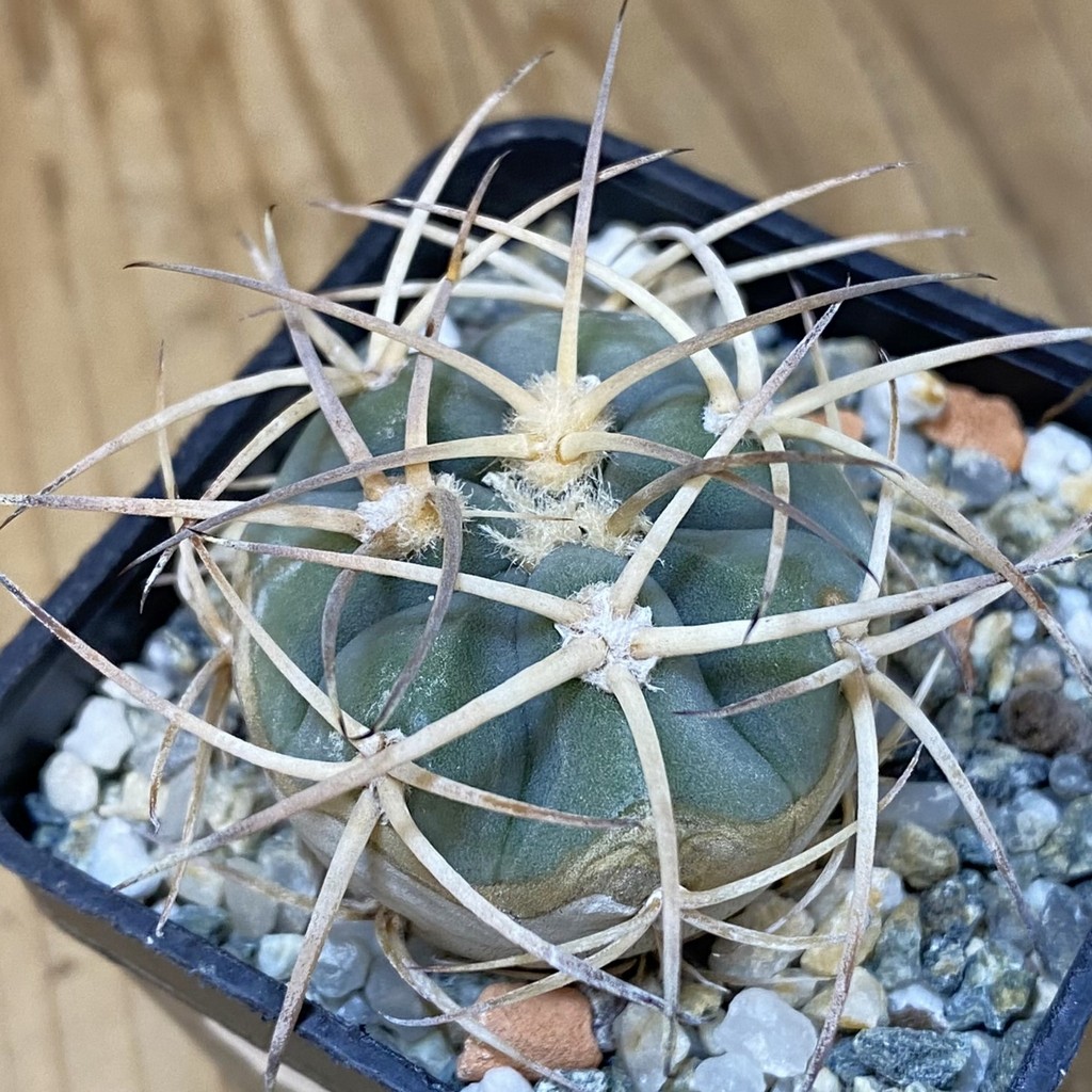 DP27619 Gymnocalycium cardenasianum