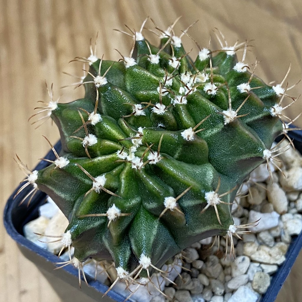 DP27620 Gymnocalycium mihanovichii f. cristata