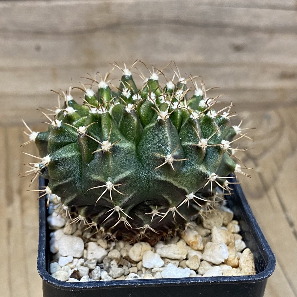 DP27620 Gymnocalycium mihanovichii f. cristata - Image 2