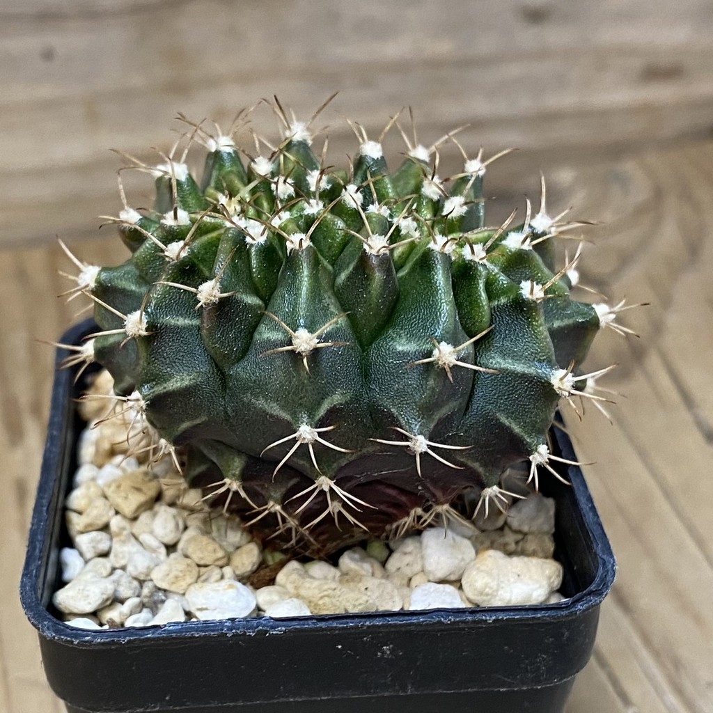 DP27620 Gymnocalycium mihanovichii f. cristata - Image 3