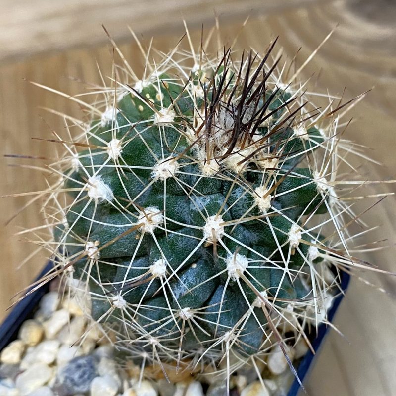 DP27562 Copiapoa humilis