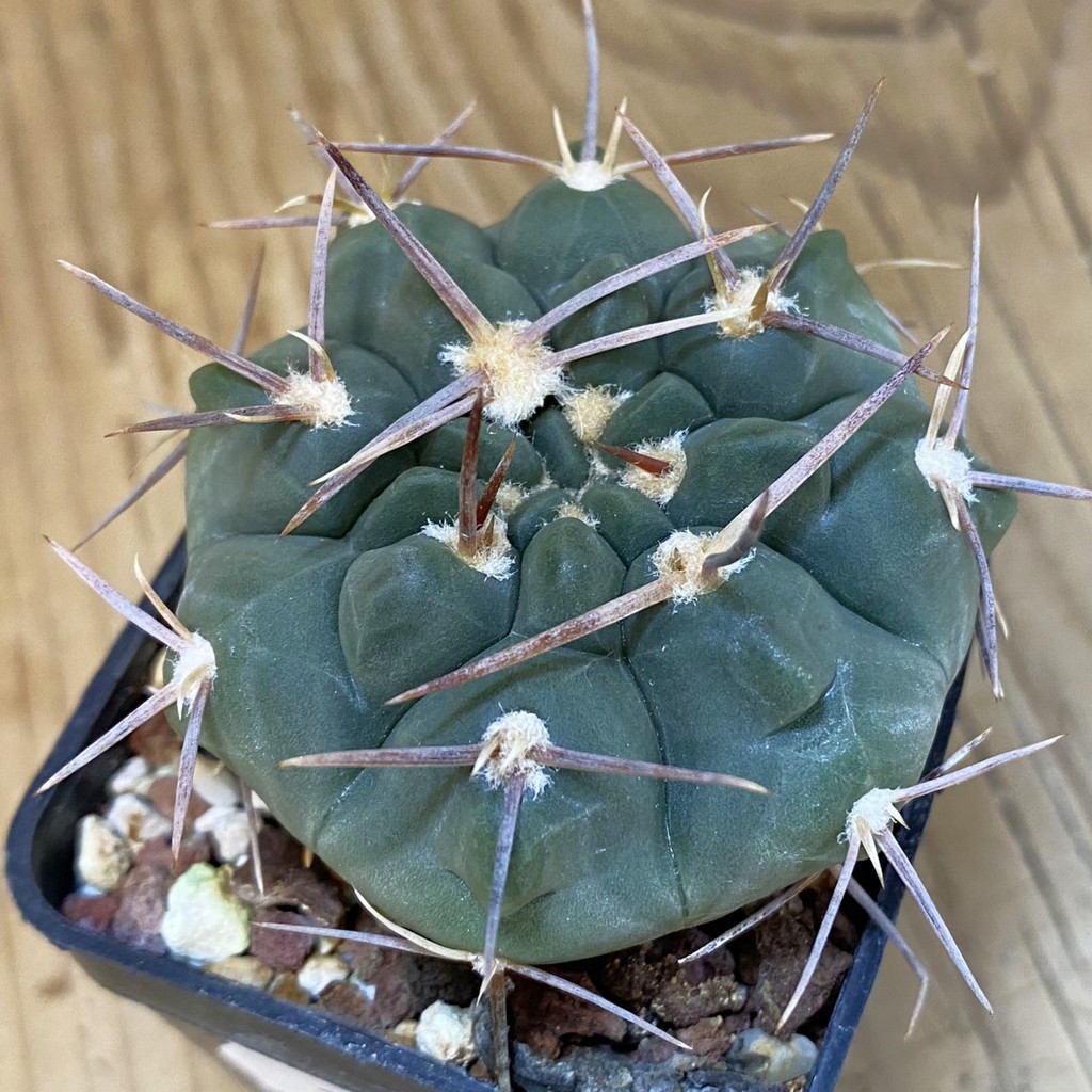 DP27621 Gymnocalycium intertextum